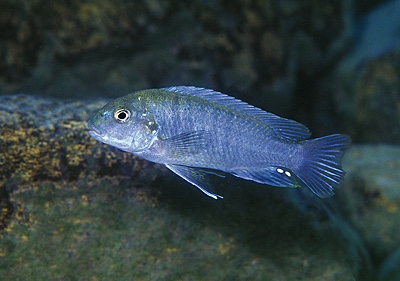 Iodotropheus stuartgranti 'Gome'